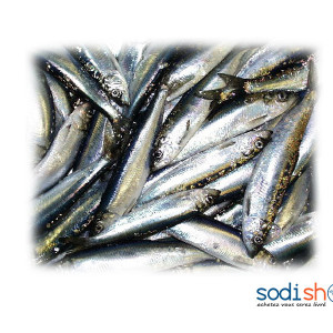 Poissons de Mer Chacha Chinchard - Petite Taille Meilleure Qualité Boite de 1kg TR00120