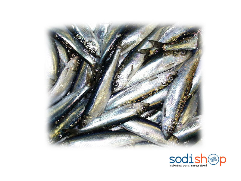 Poissons de Mer Chacha Chinchard - Petite Taille Meilleure Qualité Boite de 1kg TR00120