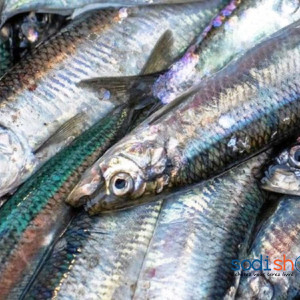 Poissons de Mer Chacha Chinchard - Grosse Taille Meilleure Qualité Boite de 1kg TR00120