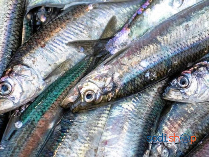 Poissons de Mer Chacha Chinchard - Grosse Taille Meilleure Qualité Boite de 1kg TR00120